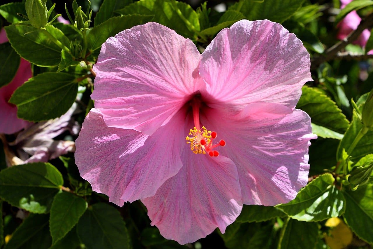 hibisco para la piel y el cabello