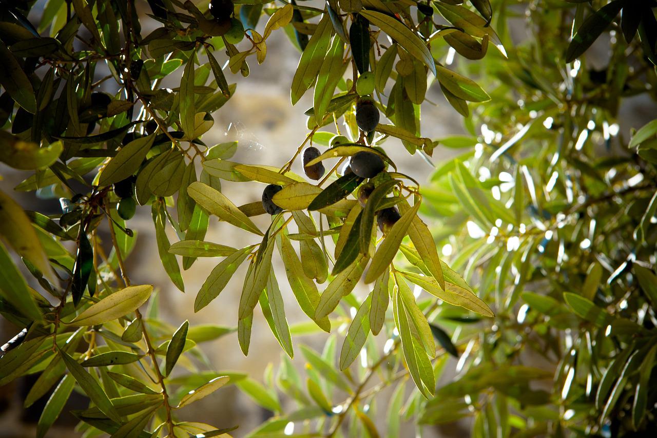 beneficios de la hoja de olivo